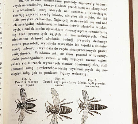 Beekeeping and bee breeding