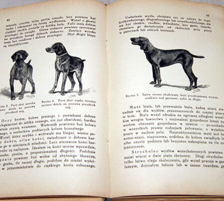 Hunting cynology - dogs