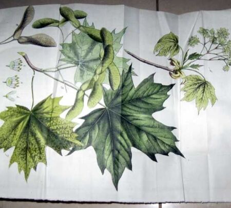 Nature, forestry, and science