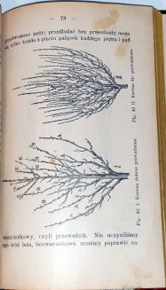 FRONIA- O HODOWLI DRZEW I KRZEWÓW OWOCOWYCH Lwów 1908 - 6