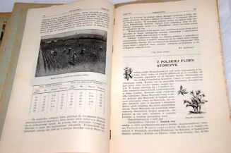 OGRODNICTWO Rocznik 1908r. red. BRZEZIŃSKI ilustracje - 12