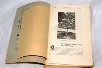 OGRODNICTWO Rocznik 1908r. red. BRZEZIŃSKI ilustracje - 3