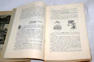 OGRODNICTWO Rocznik 1908r. red. BRZEZIŃSKI ilustracje - 4