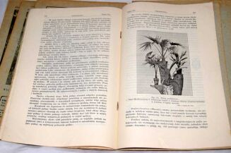 OGRODNICTWO Rocznik 1908r. red. BRZEZIŃSKI ilustracje - 8