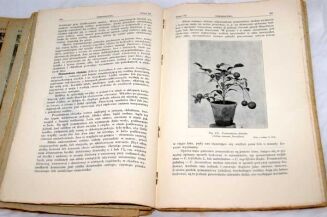 OGRODNICTWO Rocznik 1908r. red. BRZEZIŃSKI ilustracje - 9