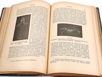 BOAS- PODRĘCZNIK ZOOLOGII 1893 setki rycin - 4