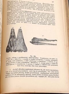 BOAS- PODRĘCZNIK ZOOLOGII 1893 setki rycin - 5