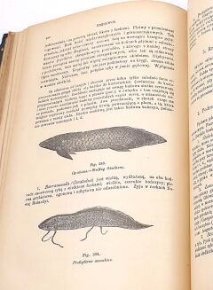 BOAS- PODRĘCZNIK ZOOLOGII 1893 setki rycin - 6