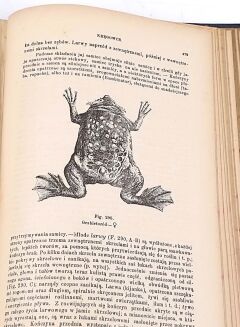 BOAS- PODRĘCZNIK ZOOLOGII 1893 setki rycin - 8
