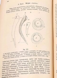 BOAS- PODRĘCZNIK ZOOLOGII 1893 setki rycin - 9