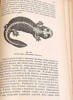 BOAS- PODRĘCZNIK ZOOLOGII 1893 setki rycin - 10