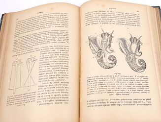 BOAS- PODRĘCZNIK ZOOLOGII 1893 setki rycin - 11