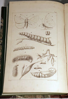 ŻEBRAWSKI- OWADY ŁUSKOSKRZYDŁE wyd. 1860 ryciny - 5