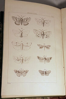 ŻEBRAWSKI- OWADY ŁUSKOSKRZYDŁE wyd. 1860 ryciny - 7