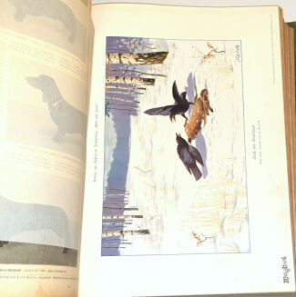 WILD UND HUND. Illustrierte Jagdzeitung 14. Jahrgang. 1908 - 3