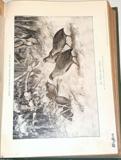 WILD UND HUND. Illustrierte Jagdzeitung 14. Jahrgang. 1908 - 7