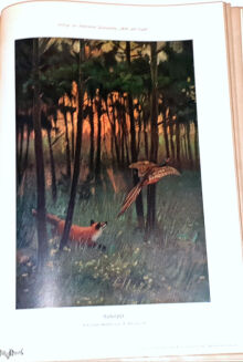 WILD UND HUND. Illustrierte Jagdzeitung 14. Jahrgang. 1908 - 8