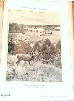 WILD UND HUND. Illustrierte Jagdzeitung 14. Jahrgang. 1908 - 10