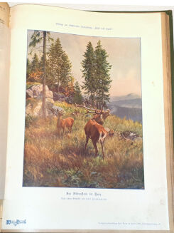 WILD UND HUND. Illustrierte Jagdzeitung 14. Jahrgang. 1908 - 4