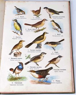DYAKOWSKI- ATLAS PAŃSTWA ZWIERZĘCEGO cz.II PTAKI 1905 - 4