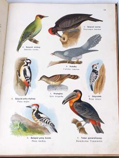 DYAKOWSKI- ATLAS PAŃSTWA ZWIERZĘCEGO cz.II PTAKI 1905 - 5