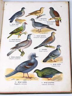 DYAKOWSKI- ATLAS PAŃSTWA ZWIERZĘCEGO cz.II PTAKI 1905 - 6