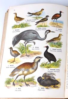 DYAKOWSKI- ATLAS PAŃSTWA ZWIERZĘCEGO cz.II PTAKI 1905 - 7
