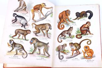 LAMPERT- ATLAS PAŃSTWA ZWIERZĘCEGO Cz.1 Zwierzęta ssące - 5