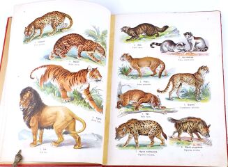 LAMPERT- ATLAS PAŃSTWA ZWIERZĘCEGO Cz.1 Zwierzęta ssące - 6