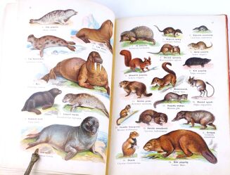 LAMPERT- ATLAS PAŃSTWA ZWIERZĘCEGO Cz.1 Zwierzęta ssące - 8
