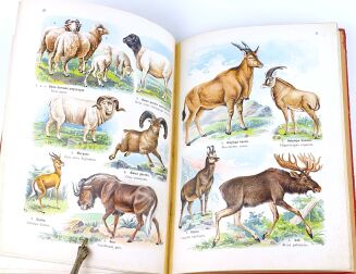 LAMPERT- ATLAS PAŃSTWA ZWIERZĘCEGO Cz.1 Zwierzęta ssące - 10