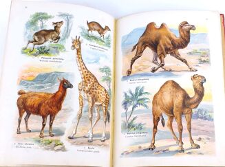 LAMPERT- ATLAS PAŃSTWA ZWIERZĘCEGO Cz.1 Zwierzęta ssące - 11