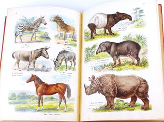 LAMPERT- ATLAS PAŃSTWA ZWIERZĘCEGO Cz.1 Zwierzęta ssące - 12