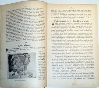 CZAYKOWSKI - GŁOS ROLNICZY : PISMO POPULARNE, ILUSTROWANE, POŚWIĘCONE WSZELKIM GAŁĘZIOM GOSPODARSTWA WIEJSKIEGO R.3 - 9