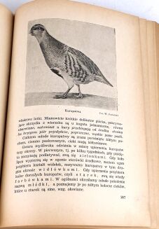 KRAWCZYŃSKI- ŁOWIECTWO Podręcznik dla leśników i myśliwych  wyd. 1947 - 15