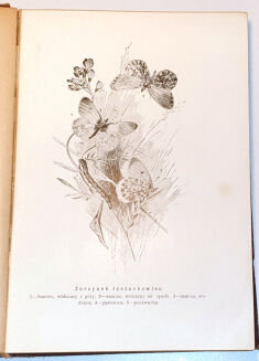 WYROBEK- WŚRÓD DOLIN I GÓR : PRZECHADZKI PRZYRODNICZE ozdobione i objaśnione w tekście 13 tablicami barwnemi i 152 rycinami - 3