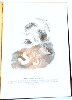 WYROBEK- WŚRÓD DOLIN I GÓR : PRZECHADZKI PRZYRODNICZE ozdobione i objaśnione w tekście 13 tablicami barwnemi i 152 rycinami - 4