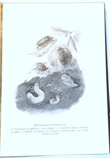 WYROBEK- WŚRÓD DOLIN I GÓR : PRZECHADZKI PRZYRODNICZE ozdobione i objaśnione w tekście 13 tablicami barwnemi i 152 rycinami - 5