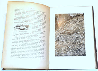 WYROBEK- WŚRÓD DOLIN I GÓR : PRZECHADZKI PRZYRODNICZE ozdobione i objaśnione w tekście 13 tablicami barwnemi i 152 rycinami - 6