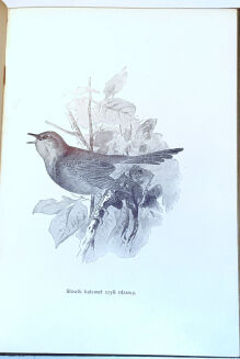 WYROBEK- WŚRÓD DOLIN I GÓR : PRZECHADZKI PRZYRODNICZE ozdobione i objaśnione w tekście 13 tablicami barwnemi i 152 rycinami - 7