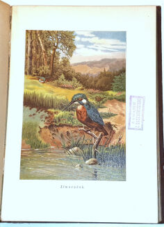 WYROBEK- WŚRÓD DOLIN I GÓR : PRZECHADZKI PRZYRODNICZE ozdobione i objaśnione w tekście 13 tablicami barwnemi i 152 rycinami - 8