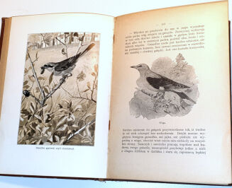 WYROBEK- WŚRÓD DOLIN I GÓR : PRZECHADZKI PRZYRODNICZE ozdobione i objaśnione w tekście 13 tablicami barwnemi i 152 rycinami - 9