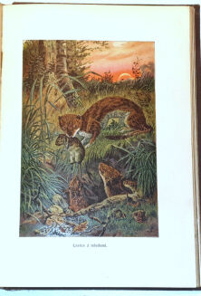 WYROBEK- WŚRÓD DOLIN I GÓR : PRZECHADZKI PRZYRODNICZE ozdobione i objaśnione w tekście 13 tablicami barwnemi i 152 rycinami - 11