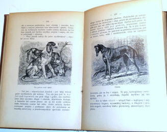 WYROBEK- WŚRÓD DOLIN I GÓR : PRZECHADZKI PRZYRODNICZE ozdobione i objaśnione w tekście 13 tablicami barwnemi i 152 rycinami - 12