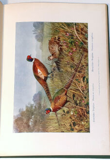 CRONAU - DER JAGDFASAN, SEINE ANVERWANDTEN UND KREUZUNGEN. NATURGESCHICHTE UND AUFZUCHT DES JAGDFASANS SOWIE DIE ANLAGE VON FASANERIEN - 4