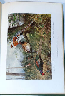 CRONAU - DER JAGDFASAN, SEINE ANVERWANDTEN UND KREUZUNGEN. NATURGESCHICHTE UND AUFZUCHT DES JAGDFASANS SOWIE DIE ANLAGE VON FASANERIEN - 5