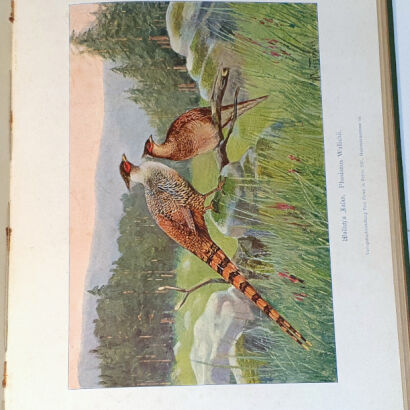 CRONAU - DER JAGDFASAN, SEINE ANVERWANDTEN UND KREUZUNGEN. NATURGESCHICHTE UND AUFZUCHT DES JAGDFASANS SOWIE DIE ANLAGE VON FASANERIEN