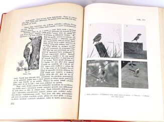 SOKOŁOWSKI - PTAKI ZIEM POLSKICH T.1 1936 - 6
