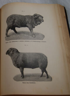 ENCYKLOPEDYA ROLNICZA wyd. 1890r. 11 wol. [komplet] - 12