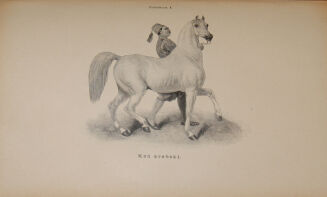 ENCYKLOPEDYA ROLNICZA wyd. 1890r. 11 wol. [komplet] - 9